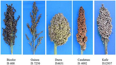 Genome-Wide Association Mapping Identifies Novel Panicle Morphology Loci and Candidate Genes in Sorghum